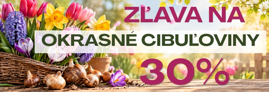 okrasné cibuľoviny
