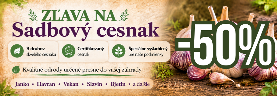 Sadbový cesnak