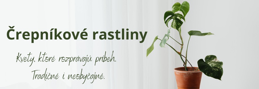 črepníkové rastliny