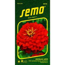 Semená Cínia Cherry Queen 0,7g