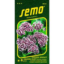 Semená klinček bradaty Holborn Glory od SEMO.