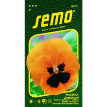 Semená sirôtky veľkokveté oranžové 0,3g