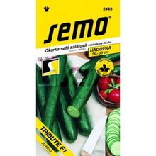 Semená uhorky šalátovej TRIBUTE F1 od SEMO.