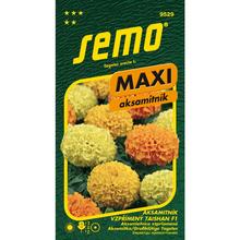 Semená akasamitníka Taishan F1 od SEMO.