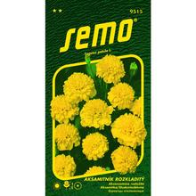 Semená akasamitníka rozkladitého v žltej farbe.