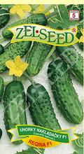 Semená uhorky nakladačky Regina F1 od ZELSEED.