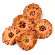 Sušené kvety SUPER CUT 6/7 JASNA LUZ S/5 R059SLPACZ-5