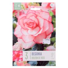 Cibuľoviny Begonia Bouton de Rose, 3 kusy v balení.