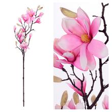 Ružový konár magnólie s kvetmi.