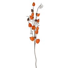 Vetvička physalis so žalúdmi v oranžovej farbe.