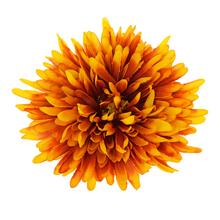 Hlava chryzantémy v oranžovom melíre s priemerom 16 cm.