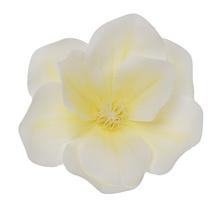 Hlava magnólie krémová s priemerom 11 cm.