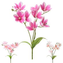 Kytica magnólia ľaliokvetá s ružovými kvetmi.