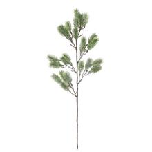 Konár čečiny s dĺžkou 64 cm.