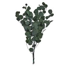 Zelená sušina eukalyptu