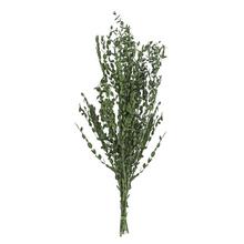 Zelená sušina olivovníka