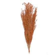 Sušený asparagus v hnedej a oranžovej farbe.