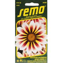 Semená Gazánie lesklej Daybreak Rose Stripe F1.