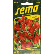 Semená voňavého hrachu Mammoth Scarlet 2g.