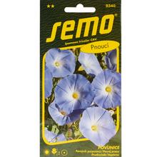 Semená povojníka Azur 1,5g s modrými kvetmi.