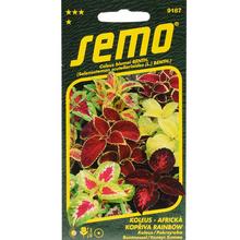Semená Koleus Rainbow 0,15g