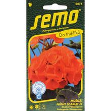 Semená muškátu Night Scarlet F1 od SEMO.