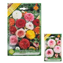 Semená ranunculus v rôznych farbách.