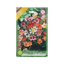 Balenie cibulovín Sparaxis v zmiešaných farbách.