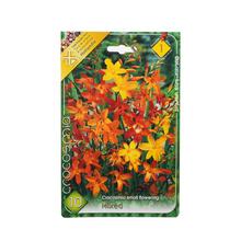 Zmes cibuľovín Crocosmia s malými kvetmi.