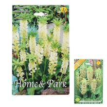 Balenie cibuloviny Eucomis autumnalis.