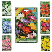 Zmes cibuľovín Freesia v rôznych farbách.