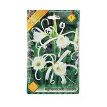 Cibuľoviny Hymenocallis Festalis v obale.