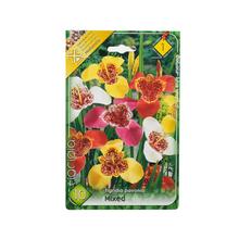 Zmes cibúľ Tigridia s rôznymi farbami kvetov.