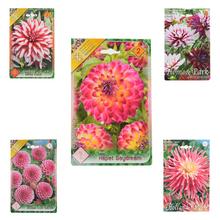 Zmes cibuľovín Dahlia pompon.