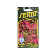 Semená Kóleus Colocha Rose 40s