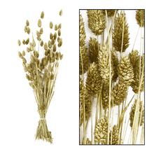 PHALARIS zväzok 76CM - stabilizované kvety