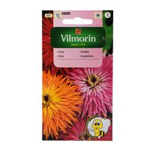 Semená Cínia Chryzantémovitá Mix 1g