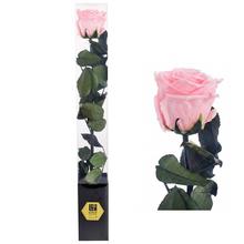 Ruža preparovaná so stonkou v baby pink farbe.