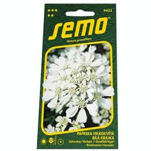 Semená Lúčovka biela krajka 1g