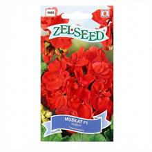 Semená pelargónie Krúž F1 červená