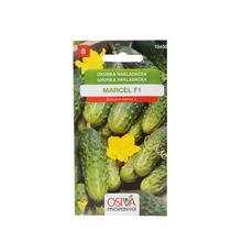 Semená uhorky Hrost.Marcel F1 1,1g