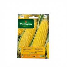 Semená cukrovej kukurice SENTINEL 2,5g F1