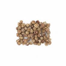 Sušený aranžérsky materiál Plumosum krém 250g