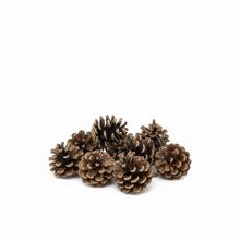 Súprava 12 šišiek sosny, veľkosť 5-7 cm.