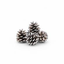 Bielené šišky sosny 5-7 cm, 6 kusov.