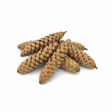 Sušené šišky Strobus 15-20cm, 12ks