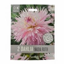 Balenie 2 ks cibuľovín Dahlia Nadia Ruth.