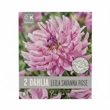 Balenie 2 cibuľovín Dahlia Leila Savannah Rose.