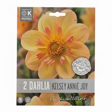 Balenie 2 ks cibuľovín Dahlia Kelsey Annie Joy.
