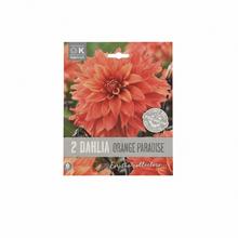 Balenie 2 ks cibuľovín Dahlia Premium Orange Paradise.